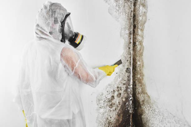 Best Toxic Mold Removal  in Escondido, CA