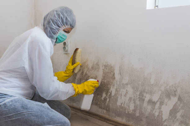 Best Attic Mold Removal  in Escondido, CA