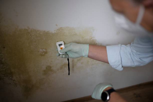 Trusted Escondido, CA Mold Removal Experts