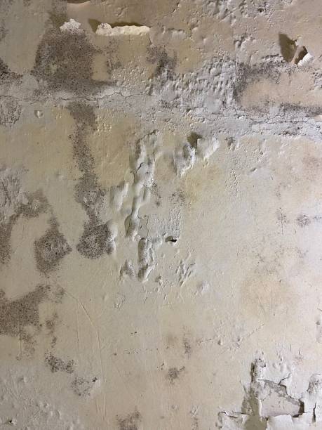 Best Fast Mold Removal  in Escondido, CA
