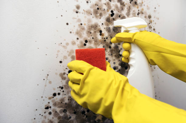 Best Mold Remediation Experts  in Escondido, CA