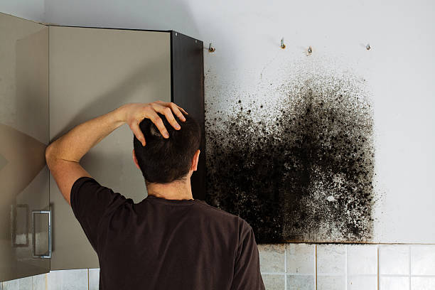Best Certified Mold Removal  in Escondido, CA