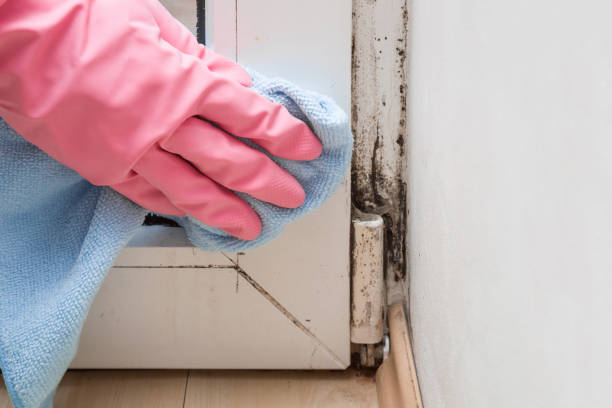 Best Emergency Mold Removal  in Escondido, CA