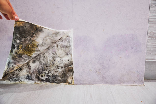 Best Mold Inspection  in Escondido, CA